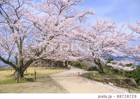 桜満開に咲く竹田城跡 88728729