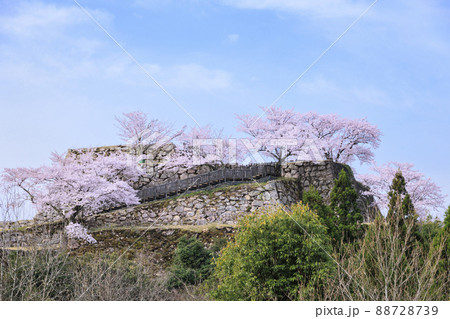 桜満開に咲く竹田城跡 桜満開に咲く竹田城跡 88728739