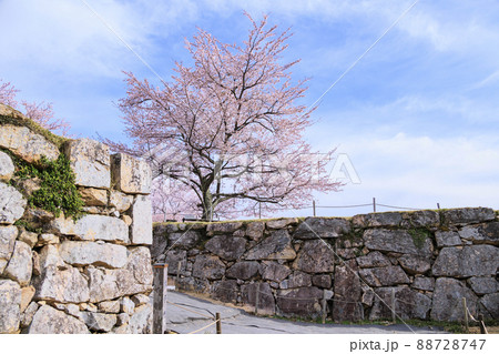 桜満開に咲く竹田城跡 88728747