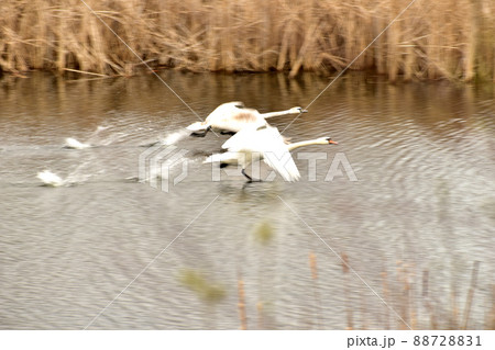 Two white swans take off from the lake. Two white swans take off from the lake. 88728831