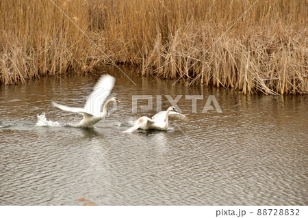 Two white swans take off the surface of the lake. 88728832