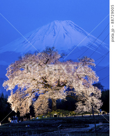 わに塚の桜と富士山 ライトアップ わに塚の桜と富士山 ライトアップ 88729005