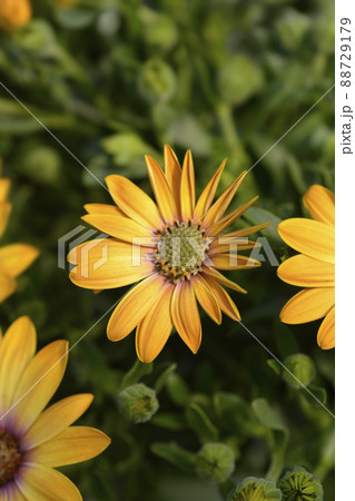 African daisy African daisy 88729179