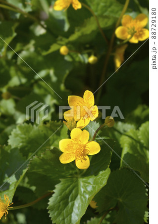 Marsh Marigold Marsh Marigold 88729180