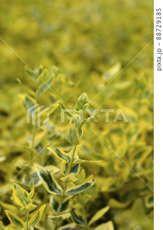 Wintercreeper Emerald and Gold 88729185