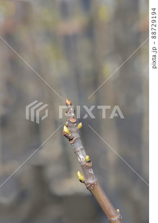 Fig Tree Brogiotto Bianco 88729194