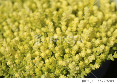 Goldmoss stonecrop Goldmoss stonecrop 88729204