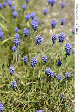 Common grape hyacinth Common grape hyacinth 88729205