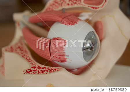 Close-up of an anatomical plastic model of the human eye.  88729320