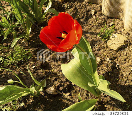 Red tulip with green sheet grows on land 88729331
