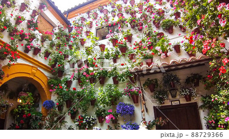コルドバのパティオ祭りの壁一面の鉢植え la fiesta de los patios コルドバのパティオ祭りの壁一面の鉢植え la fiesta de los patios 88729366