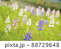 ルピナスの花畑 88729648