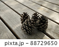 松ぼっくり	 88729650