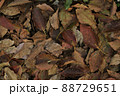 落ち葉 88729651