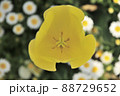 チューリップ俯瞰 88729652