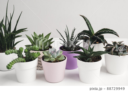 A variety of succulent home plants on a white table, mini plants and home gardening concept A variety of succulent home plants on a white table, mini plants and home gardening concept 88729949