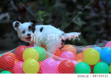 little dog with plastic ball 88730532