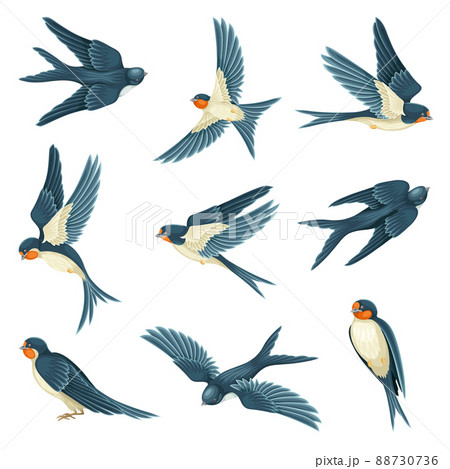 Swallow or Martin Passerine Bird with Long Tail and Pointed Wings Flying and Gliding Vector Set 88730736