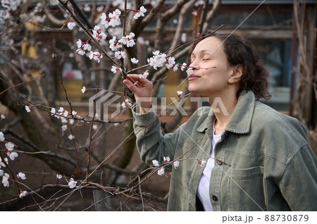 Confident serene Hispanic brunette woman enjoying the scent of the white flowers on the branch of a blossoming apricot fruit tree, standing in her garden plot on an early spring day Confident serene Hispanic brunette woman enjoying the scent of the white flowers on the branch of a blossoming apricot fruit tree, standing in her garden plot on an early spring day 88730879