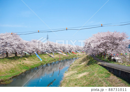 【きらめきロード中河】鯉のぼりと桜並木 2022年 【きらめきロード中河】鯉のぼりと桜並木 2022年 88731011