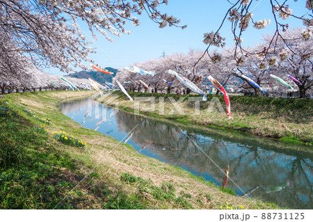 【きらめきロード中河】鯉のぼりと桜並木 2022年 【きらめきロード中河】鯉のぼりと桜並木 2022年 88731125