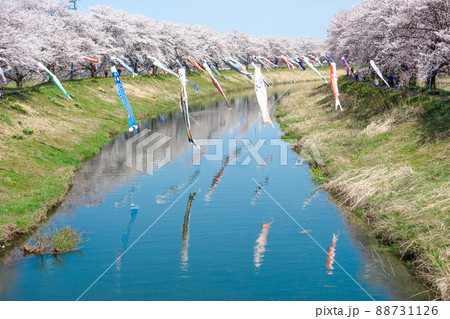 【きらめきロード中河】鯉のぼりと桜並木 2022年 【きらめきロード中河】鯉のぼりと桜並木 2022年 88731126