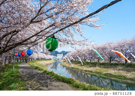 【きらめきロード中河】鯉のぼりと桜並木 2022年 【きらめきロード中河】鯉のぼりと桜並木 2022年 88731128