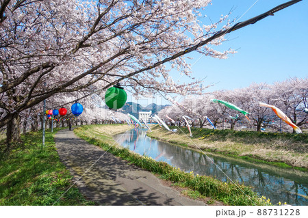 【きらめきロード中河】鯉のぼりと桜並木　2022年 88731228
