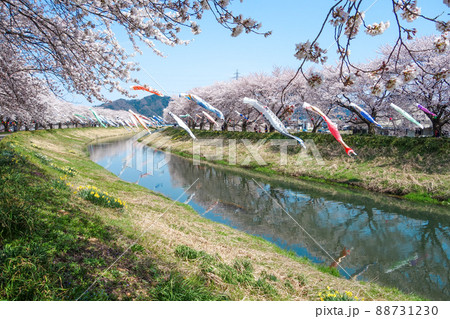 【きらめきロード中河】鯉のぼりと桜並木　2022年 88731230