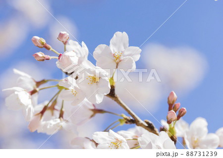 桜 桜 88731239