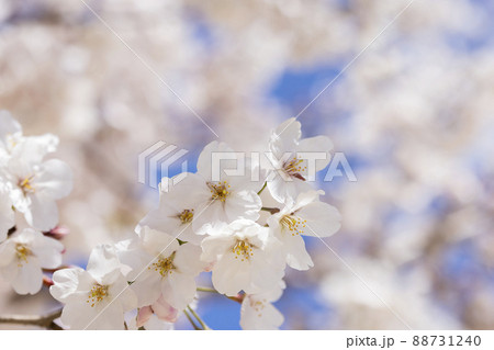 桜 桜 88731240