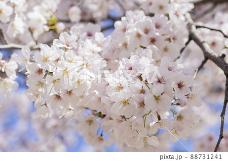 桜 88731241