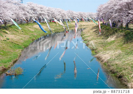 【きらめきロード中河】鯉のぼりと桜並木　2022年 88731718