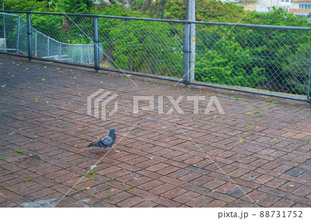 公園を歩く一羽の鳩 88731752