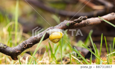 Small snail on branch closeup photo Small snail on branch closeup photo 88731807