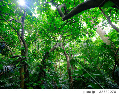 石垣島のジャングル 88732078