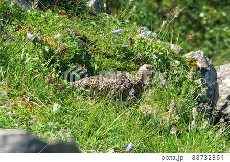 南アルプス・仙丈ヶ岳の草むらに潜むライチョウ 南アルプス・仙丈ヶ岳の草むらに潜むライチョウ 88732364
