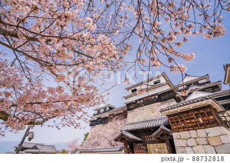 （愛媛県）松山城　城壁と桜 88732818