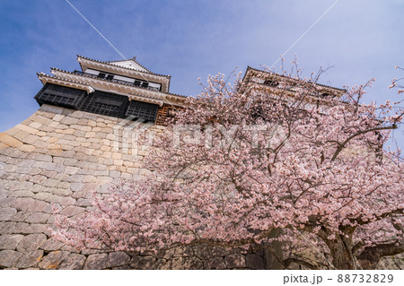 （愛媛県）松山城　城壁と桜 88732829
