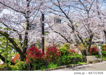 東京都 飛鳥山公園 満開の桜 東京都 飛鳥山公園 満開の桜 88732906