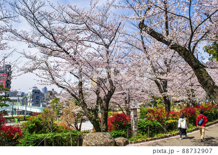 東京都 飛鳥山公園 満開の桜 東京都 飛鳥山公園 満開の桜 88732907