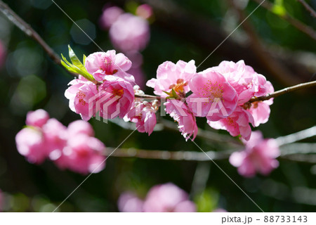 ピンクの花桃 ピンクの花桃 88733143
