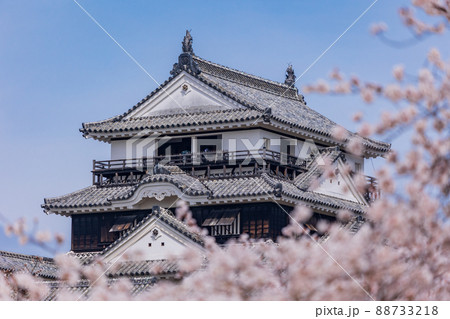 （愛媛県）松山城　桜の季節 88733218