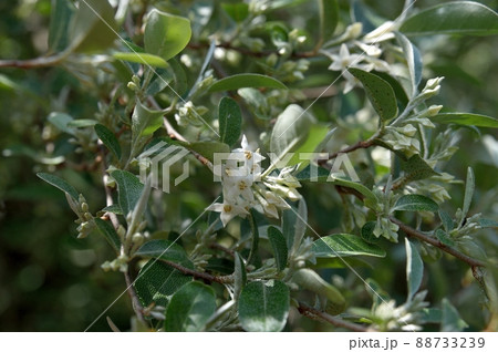 アキグミの花 88733239