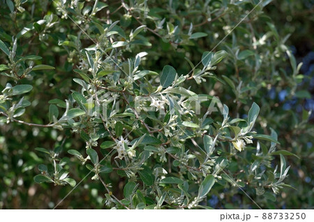 アキグミの花 アキグミの花 88733250