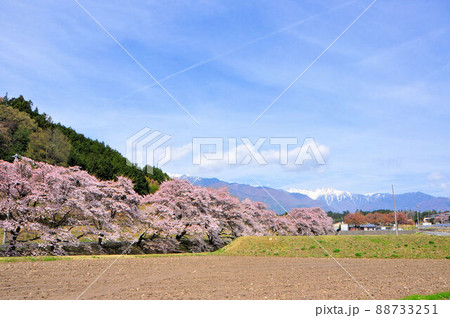 藤巻川の桜長野県 藤巻川の桜長野県 88733251
