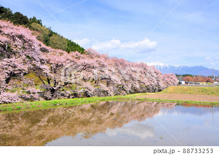 藤巻川の桜長野県 88733253