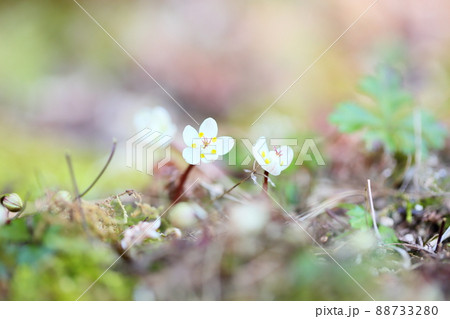 バイカオウレンの花 88733280