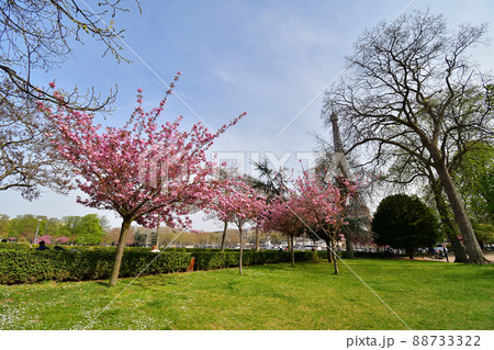 フランス・パリ。トロカデロ庭園に咲いている桜の花。2022年3月28日撮影。 88733322
