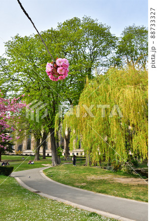 フランス・パリ。トロカデロ庭園に咲いている桜の花。2022年3月28日撮影。 フランス・パリ。トロカデロ庭園に咲いている桜の花。2022年3月28日撮影。 88733327